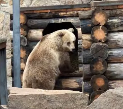 «Немного завидуем»: в челябинском зоопарке медведи впали в спячку