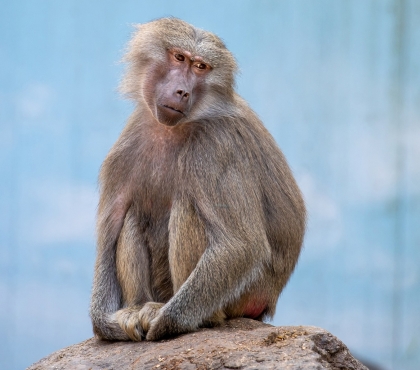 В челябинском зоопарке снова открыли зал с обезьянами