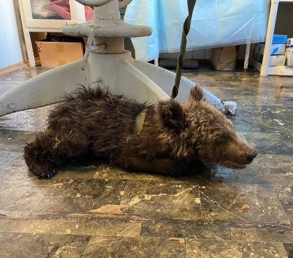 Малыш был ранен и изможден: в Челябинской области спасли маленького медвежонка