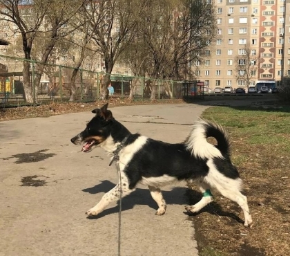 В Челябинске нашли хозяина фронтовому псу с позывным Порох
