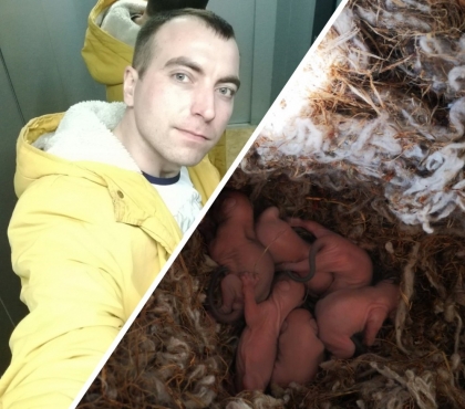 «Меняли баннер и нашли гнездо»: в Челябинске промышленный альпинист выхаживает новорожденных бельчат