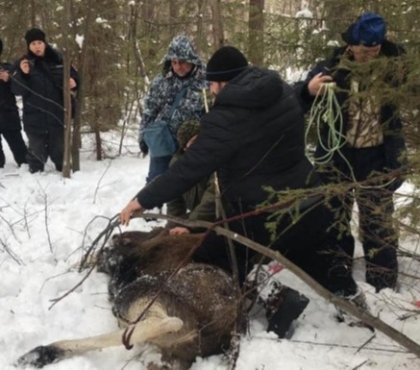 В Челябинской области спасли угодившую в капкан лосиху
