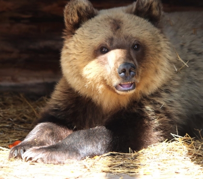 Поселили в зоопарк и назвали Забавой: в Челябинской области наконец-то поймали сестру медведицы Шкоды