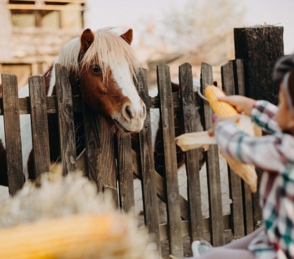 В Челябинской области откроют первое пони-кафе