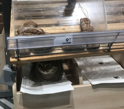 «Вадик ловит мышей»: Жители Миасса заступились за кота, живущего в супермаркете