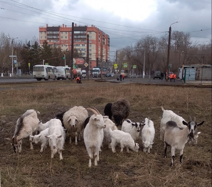 В Челябинске на субботник вышло стадо коз и пара овечек