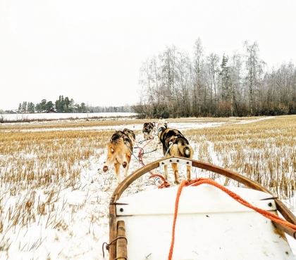 В Челябинске будут бесплатно катать на собачьих упряжках