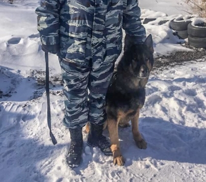 В Магнитогорске собака нашла квартиру вора, обокравшего бабушку