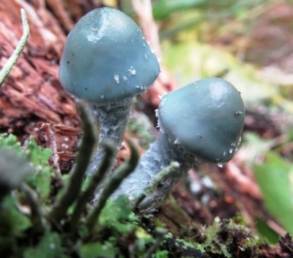 В Челябинской области выросли голубые грибы