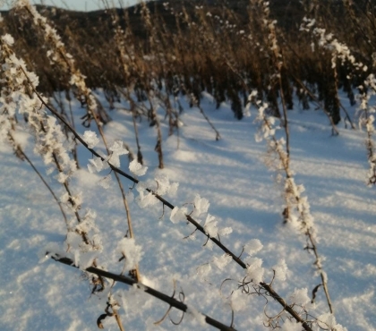 Посреди зимы: в Челябинской области поле покрылось редкими ледяными цветами