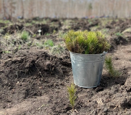 В память о погибших фронтовиках: в Челябинской области высадили почти 800 тысяч деревьев