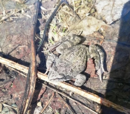 В Челябинской области «залаяли» лягушки