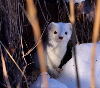 В лесу под Снежинском сфотографировали белого горностая