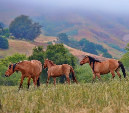 Южноуральские ученые нашли родину домашних лошадей в Евразии