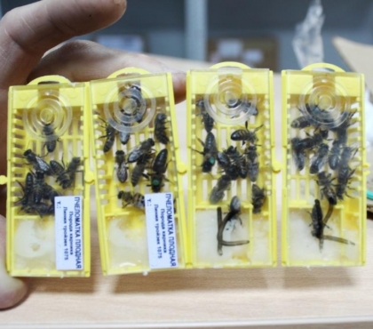 Челябинец получил по почте посылку с живыми пчелами