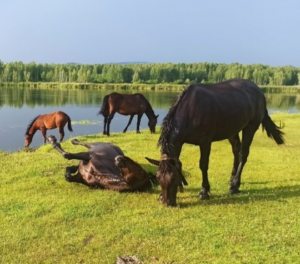Кони спасаются от жары: фотограф из Миасса сняла на видео купание лошадей
