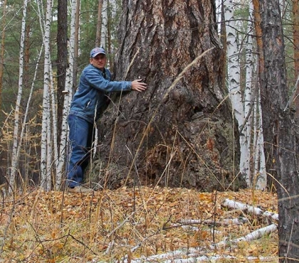 Специалисты-дендрологи определили точный возраст самого старого дерева в Челябинской области