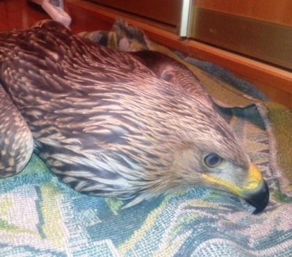 Челябинские ветеринары спасли орла-могильника, которого ударило током