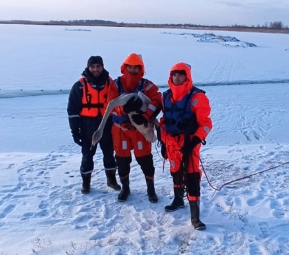 В Челябинской области спасли еще двух лебедей с замерзшего озера
