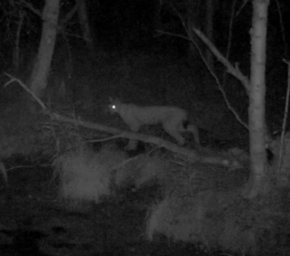 Фотоловушка сняла ночное рандеву рыси и лося на Таганае