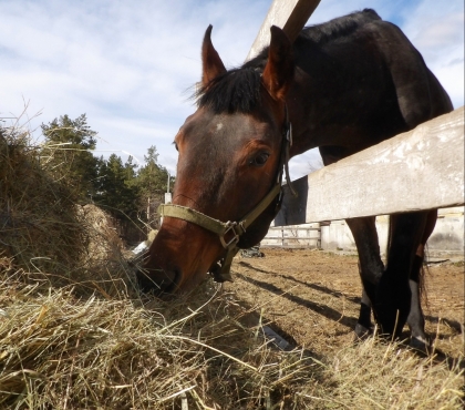 Челябинскому конному клубу, разоряющемуся из-за коронавируса, подарили три тонны сена