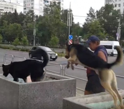 Собачий паркур: в Челябинске сняли на видео дрессировку питомцев при помощи бетонных вазонов