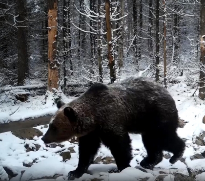 Пора на боковую: таганайские медведи собираются в зимнюю спячку