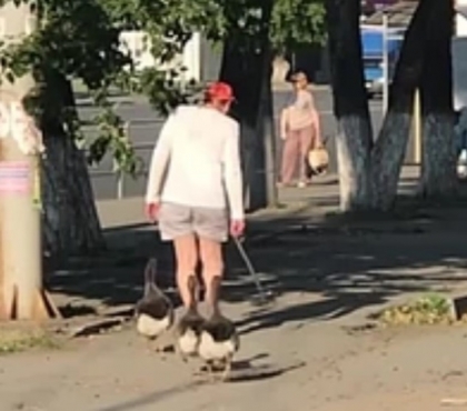 В сети обсуждают трогательную прогулку мужчины с тремя упитанными гусями