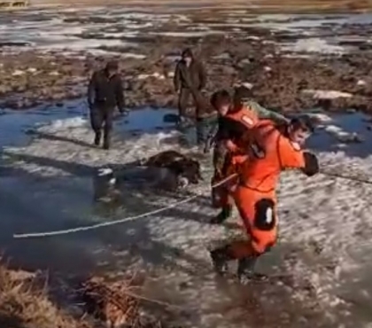 В Челябинской области спасли теленка, провалившегося под лед