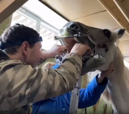 Стоматология с выездом в конюшню: в челябинском зоопарке показали, как лошадям лечат зубы