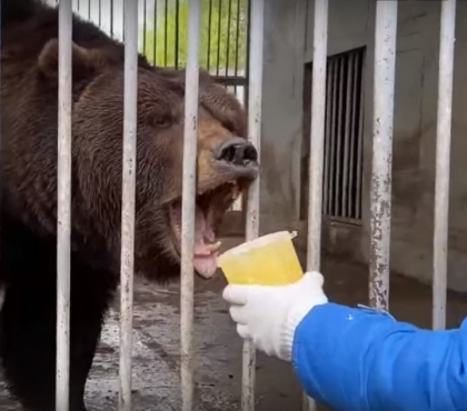 Медведь, который жил в клетке у кафе «Берлога», перебрался в челябинский зоопарк