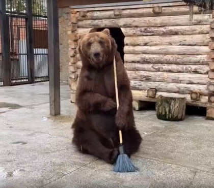 Подростки-футболисты провели субботник в Челябинском зоопарке, а медведь дал мастер-класс по обращению с метлой