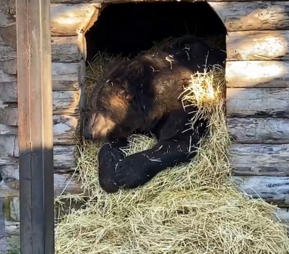 Взбивают постель из соломы и жуют, пытаясь не уснуть: медведи в Челябинском зоопарке готовятся к спячке
