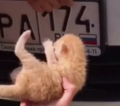 Туристы из Челябинска спасли новорожденных котят, родившихся под капотом машины