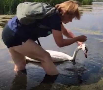 Лебедь лежал у дороги и умирал от жары: под Челябинском спасли птицу, получившую тепловой удар