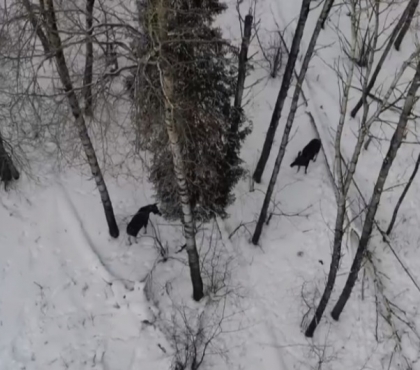 Таганайских лосей засняли на видео с квадрокоптера