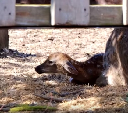 Не Бэмби, а Пионер: в челябинском зоопарке у пары пятнистых оленей родился детеныш