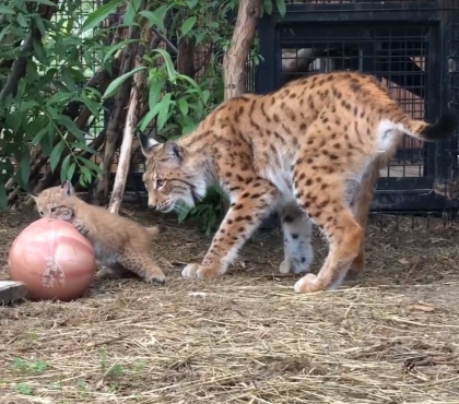 Мама-рысь и два котенка на видео: в челябинском зоопарке впервые родились рысята