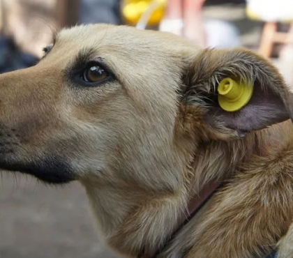 Бездомные собаки с желтыми сережками в ушах: рассказываем, кто и зачем прокалывает уши дворнягам
