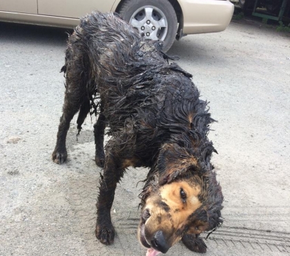 В Челябинске спасли собак, провалившихся в гудроновую лужу