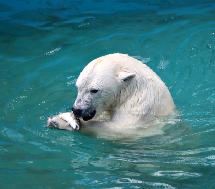 Зоопарк приглашает челябинцев посмотреть, как белые медведи ловят рыбу