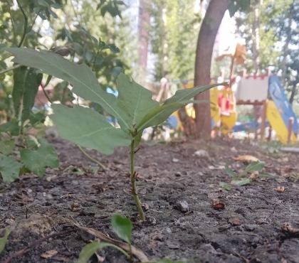 Илья Иванов: «Возле детского сада моей дочери растет дуб — в нем нет ничего особенного»