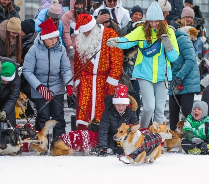 В новогодние праздники в Челябинске пройдет традиционный корги-парад