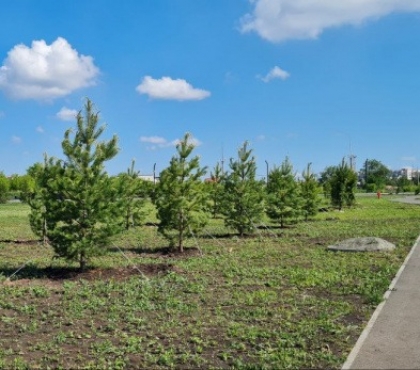 В Челябинске высадят 500 деревьев взамен вырубленных