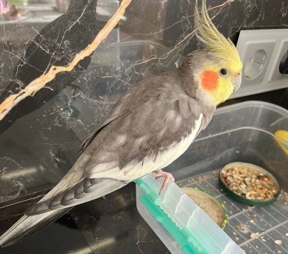 Возвращение блудного попугая: в Челябинской области нашелся корелла по кличке Огурчик, улетевший на 10 км от дома
