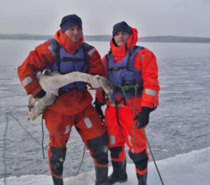 Не успел улететь на юг: на Увильдах спасли вмерзшего в лед лебедя