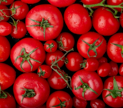 Южноуральцам рассказали, как подкармливать помидоры, чтобы собрать богатый урожай