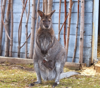 Скоро вылезут из сумки: в челябинском зоопарке сфотографировали маленьких кенгурят