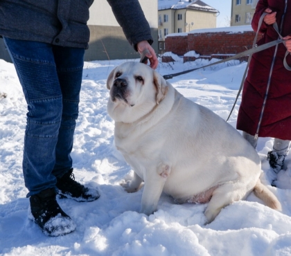 Это собака или тюлень? Челябинцы спасают от ожирения лабрадора, раскормленного до 88 кг