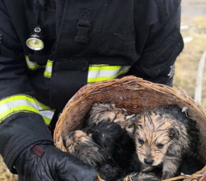 Под Чебаркулем пожарные спасли из горящего дома девять щенков